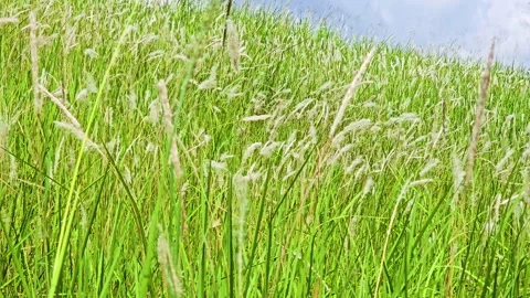 Field covered in cogon grass gently swaying in the breeze. 4K background Stock Footage 324202707