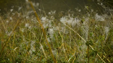 Field covered with countless spider webs glowing in morning mist like ghostly Stock Footage 318899216