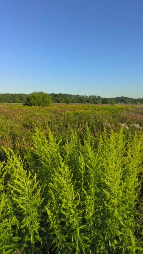 Field Covered with Diverse Wild Plants and Natural Vegetation Vídeo Stock 342407726