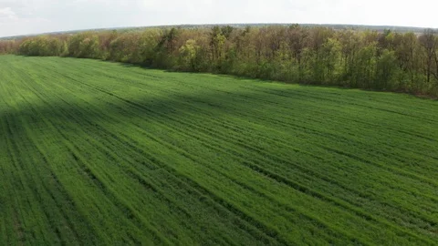 The field is covered with green young wheat Stock Footage 129970543