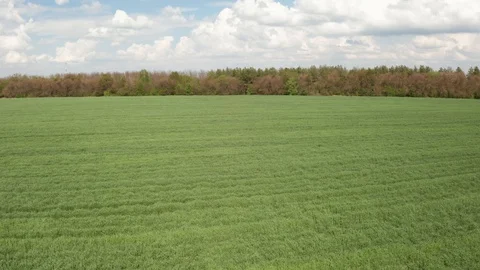 The field is covered with green young wheat Stock Footage 129972741