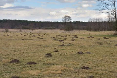 Field covered with molehills on a cloudy spring day. Stock Photos