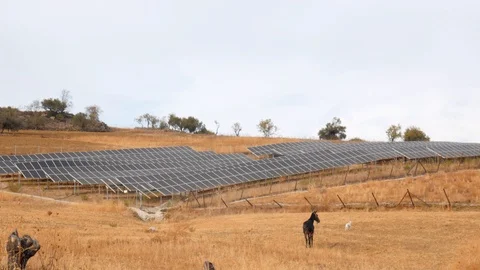 Field covered with solar panels Stock Footage 115974534