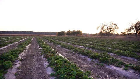 Field covered with strawberries. Stock Footage 128546471