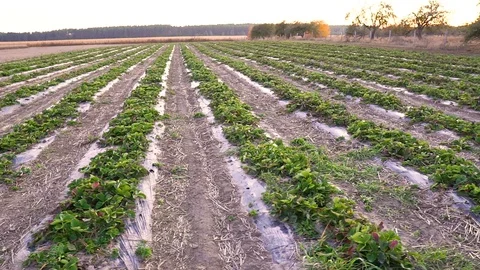 Field covered with strawberries. Stock Footage 128659414