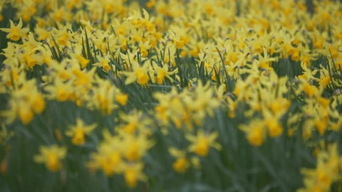 A field covered in yellow daffodils. Stock Footage 150194503