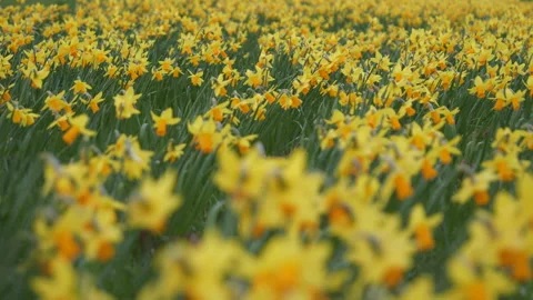 A field covered in yellow daffodils. Video stock 150641679