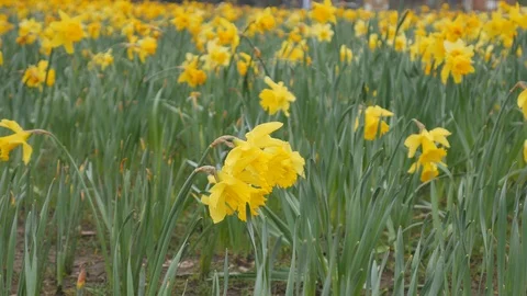A field covered in yellow flowers in spring. Stock Footage 105017039