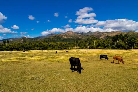 Field cow Stock Photos