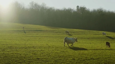 Field of cows 4k Stock Footage 71317124