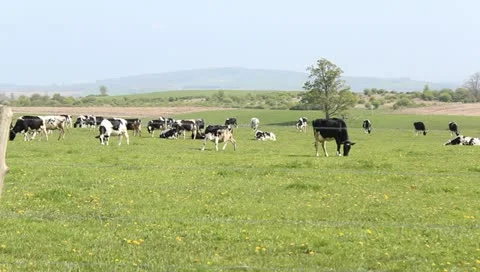 Field of cows Stock Footage 10920016