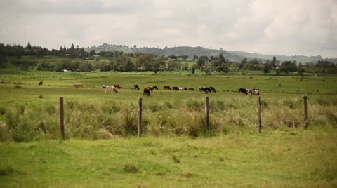 Field with cows Vídeos de archivo 27672975