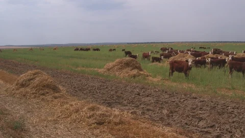 Field with cows Stock-Footage 94724745