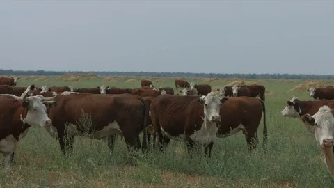 Field with cows Stock-Footage 94725036