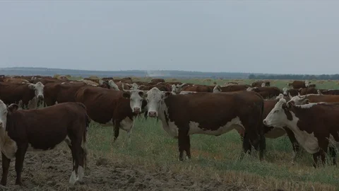 Field with cows Vídeo Stock 94725046