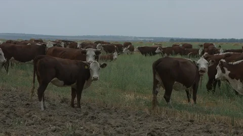 Field with cows 動画素材 94725061