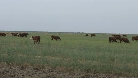 Field with cows Vídeo Stock 94725069