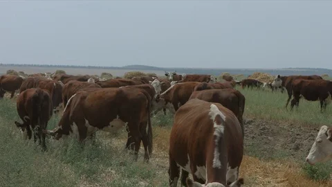 Field with cows 動画素材 94725081