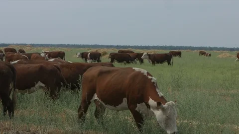 Field with cows Vídeo Stock 94725083