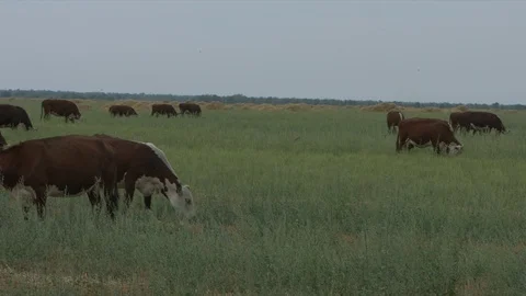 Field with cows Video stock 94725084