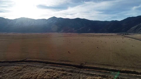 Field of Cows Stock Footage 101044538