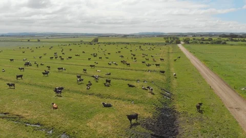 Field of Cows Stock-Footage 113464980