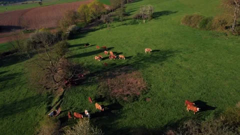 A field with cows Stock Footage 154338394