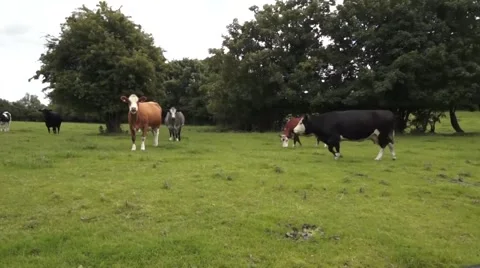Field of Cows in Ireland Stock-Footage 52802012