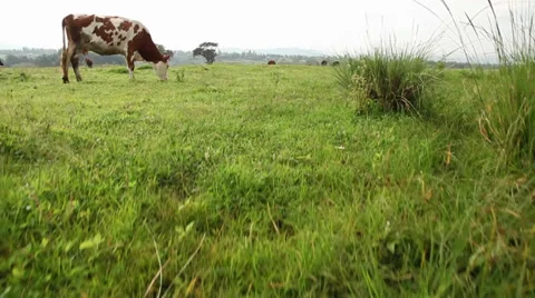 Field with cows jib shot Vídeos de archivo 27672681