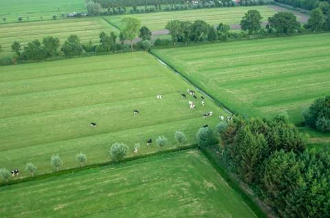 Field with cows Stock Photos