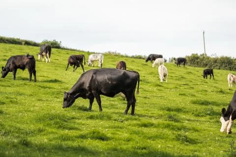 A field of cows Stock Photos