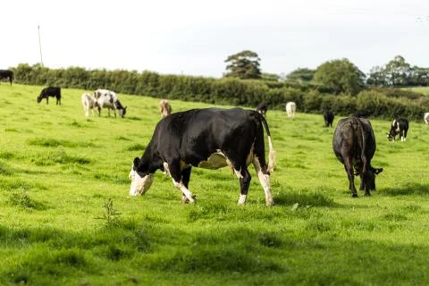 A field of cows Stock Photos