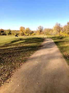 Field with cows Foto stock