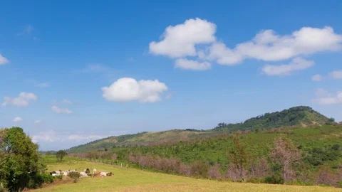 Field of Cows at Phu Lom Lo, Sakura Thailand Видео 103331473