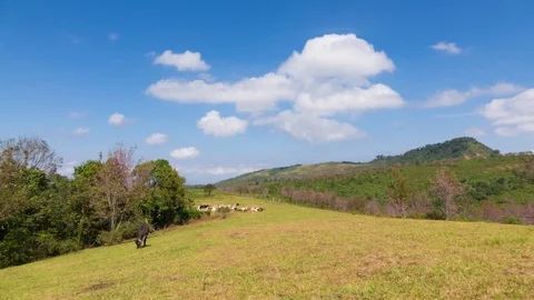 Field of Cows at Phu Lom Lo, Sakura Thailand Stock Footage 103331561