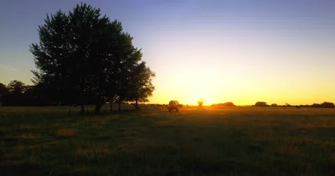 Field with Cows at Sunset [8K] Stock Footage 204138687