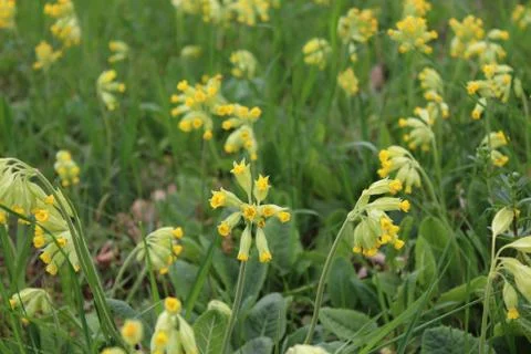 A field of cowslips Stock Photos