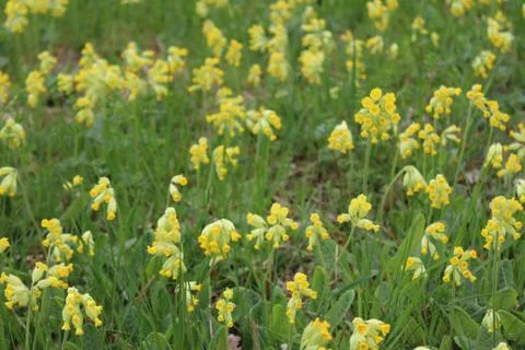 A field of cowslips Foto stock