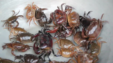 Field crab Stock Footage 25926924