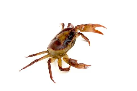 Field crab Stock Photos
