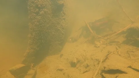 Field crab in the river,underwater creature behaviour. Stock Footage 90849732