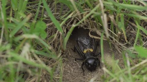 Field Cricket Chirps Stock Footage 107271890