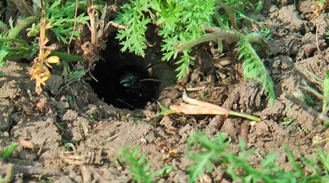 Field Cricket in the grass Stock Footage 36678588