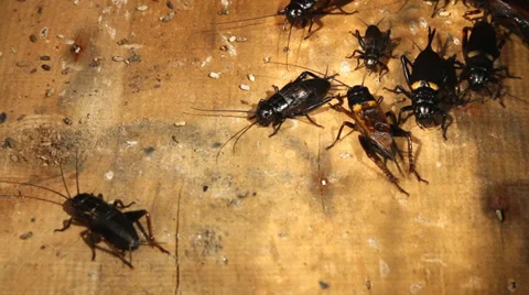 Field Cricket, Gryllus Stock Footage 33934888