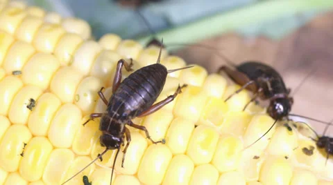 Field Cricket, Gryllus Stock Footage 35752052