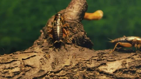 Field Cricket Guarding Territory on Tree Bark in Anseong Farmland South Korea Stock Footage 340155801