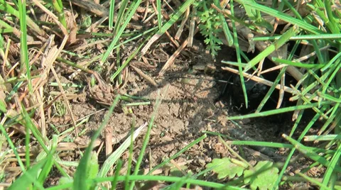 Field Cricket int he grass Stock Footage 36678591