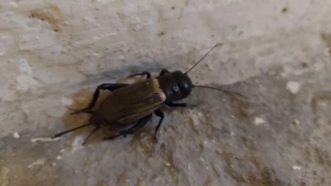 Field cricket sitting on a concrete surface, close-up of insect Stock Footage 336508062