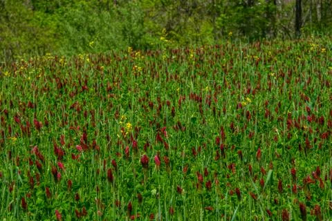 Field of crimson clover closeup Stock Photos