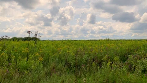 Field in Croatia Stock Footage 115362814
